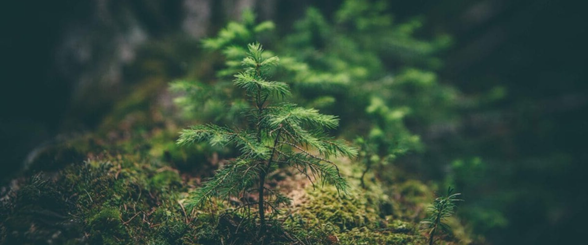 How Ecology and Environmental Science Can Improve Academic Performance