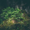 How Ecology and Environmental Science Can Improve Academic Performance
