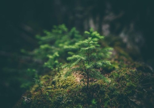How Ecology and Environmental Science Can Improve Academic Performance